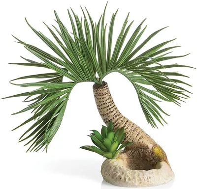 Produktbild von biOrb Palme Seychellen S (72679)