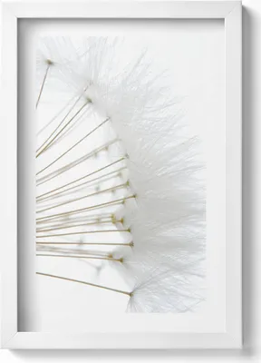 Produktbild von Weißer Löwenzahn– Wandbild mit Rahmen – Gerahmtes Bild  – Wanddekoration – 20x30 cm – Weiß