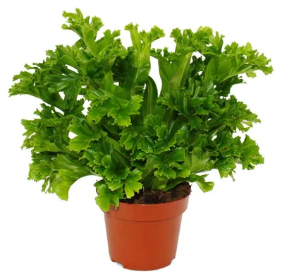 Image de Asplenium antiquum Leslie - variétés spéciales de fougères d'intérieur - fougère nid d'oiseau - pot de 12 cm - hauteur env. 25 cm