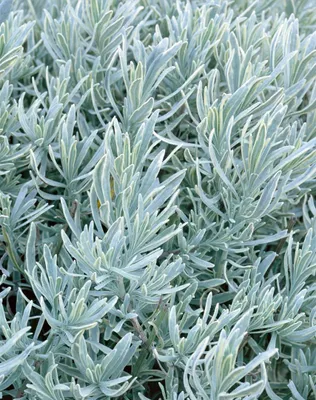 Produktbild von Lavandula angustifolia 'Silver Mist', Lavendel, silbrig, ca. 9x9 cm Topf