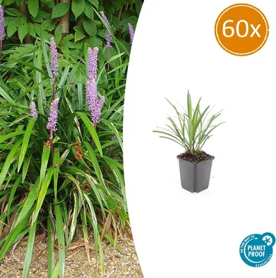 Immagine prodotto di Grappolo di campanelle - Liriope muscari 'Ingwersen' - Vaso da 9 cm - Set da 60 piante