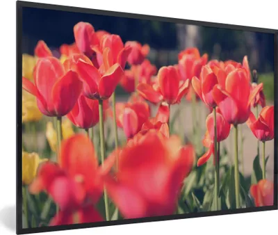 Produktbild von MuchoWow® Gerahmtes Poster Tulpen - Blumen - Natur 90x60 cm - Poster mit Schwarzem Bilderrahmen Wandposter Rahmen Foto Bilder - Fotorahmen - Foto-Plakat