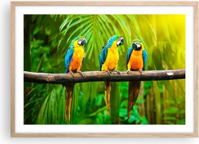 Produktbild von Gerahmtes Poster - Rahmen in heller Eiche - Papageien Collorful Natur Vögel - 70x50 cm - Wand Bild - Wanddeko - Wandbilder - Wandposter - Bilderrahmen - Bilder - Kunstdruck - P2NAA70x50-2696