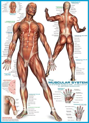 Zdjęcie produktu dla Puzzle 1000 The Muscular System 6000-2015