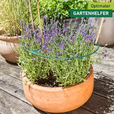 Produktbild von Pflanzenring "Vario"