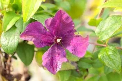Produktbild von Clematis 'Polish Spirit' - Waldrebe ‘Polish Spirit’ 50-60 cm | Topf