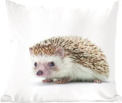 Produktbild von MuchoWow® Zierkissen Sofakissen Wohnzimmer Dekokissen 60x60 cm Igel - Tiere - Weiß - Sitzfläche - Foto Polster