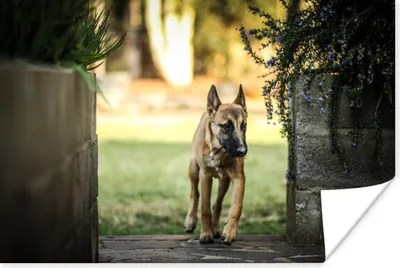 Produktbild von MuchoWow® Poster Ein Malinois-Schäferhund inmitten der Pflanzer 120x80 cm - Bilder