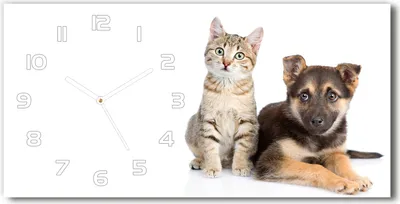 Produktbild von Wanduhr aus Glas – 60x30 cm - Glasbild - Glasuhr - Gehärtetes Glas - weisse-zeiger - Hund und Katze