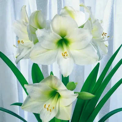 Immagine prodotto di Hippeastrum Knight Star Bulb Flowers Amaryllis Mount Blanc 1 pz.