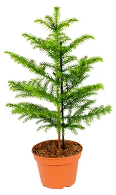 Produktbild von Araucaria Heterophylla, Zimmertanne, 50-60 cm, Topf 17 cm