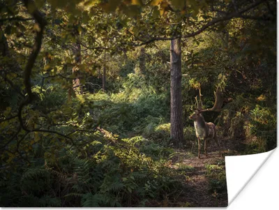 Produktbild von MuchoWow® Poster Hirsch - Geweih - Wald - Herbst 120x90 cm - Wandbild