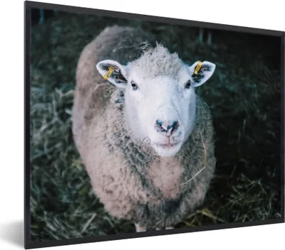 Produktbild von MuchoWow® Gerahmtes Poster Schafe - Tiere - Rinder 80x60 cm - Poster mit Schwarzem Bilderrahmen Wandposter Rahmen Foto Bilder - Schwarzem - Mit Gestell