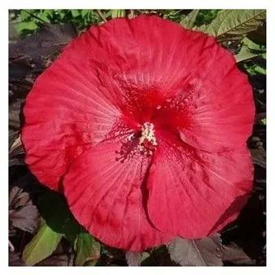 Zdjęcie produktu dla XXL Hibiscus Carousel Geant Red Giant Hibiscus Hibiskus wieloletni