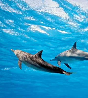 Produktbild von Fototapete - Dolphins 225x250cm - Vliestapete