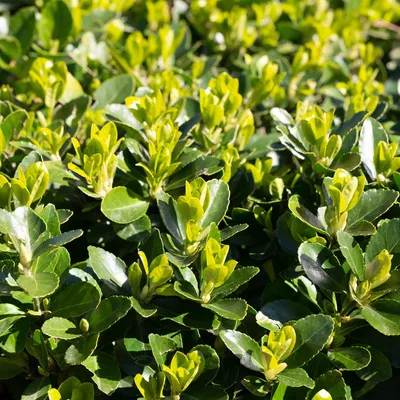 Produktbild von Euonymus japonicus Green Spire 8 Pflanzen für 1 Meter Hecke winterhart Deko