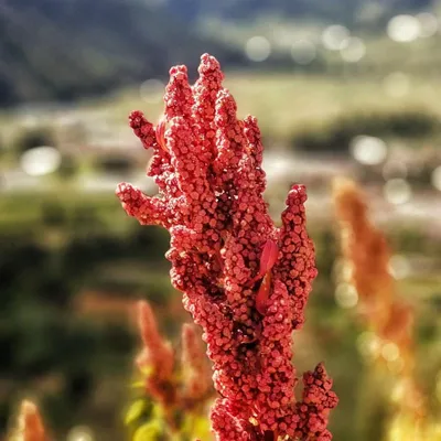 Zdjęcie produktu dla Komosa ryżowa (Chenopodium quinoa)  – 100 nasion