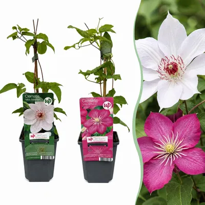 Produktbild von Green boutiQ - 2x Clematis Duo Pink & White - Waldrebe Duo Pink & White - Weiß - Rosa - Kletterpflanze - Ø9cm - ↕35cm