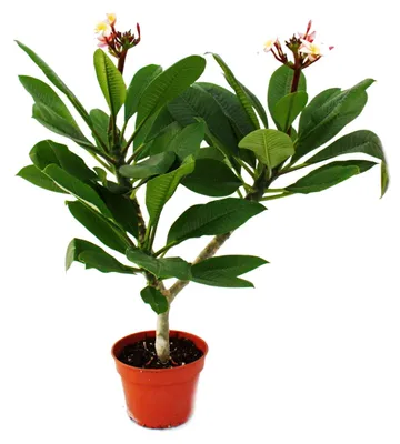 Zdjęcie produktu dla Drzewo świątynne z Hawajów – plumeria – niespodzianka kolorystyczna