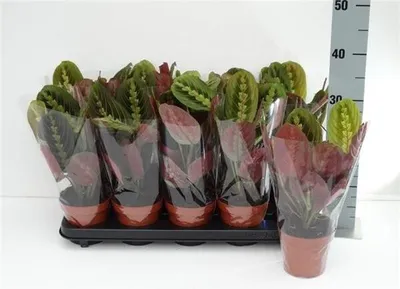 Produktbild von Maranta leuconeura Fascinator Tricolor 30 cm – Korbmarante, Pfeilwurz, Zimmerpflanze, Calathea, tropische Pflanze, luftreinigend, pflegeleicht