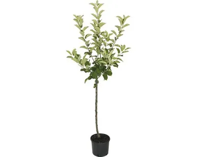 A potted tree with green leaves and a brown trunk against a white background.