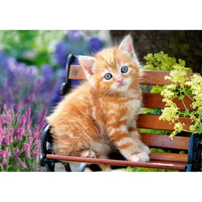 Immagine prodotto di CASTORLAND Puzzle Ginger Kitten 500 pezzi