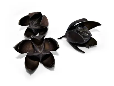 Produktbild von 3er Set getrocknete Wildlilien in schwarz