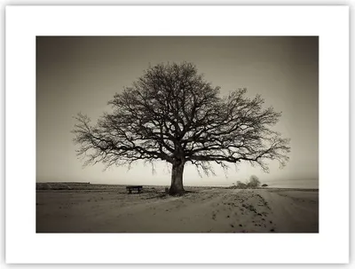 Produktbild von Poster - Poster ohne Rahmen - Baum Schnee Sepia - 40x30 cm - Wand Bild - Wanddeko - Wandbilder - Kunstposter - Wandposter - Bilder - Kunstdruck - Wanddekoration - Wandbild - P2XAA40x30-4161