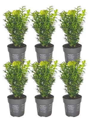 Produktbild von Plants by Frank | Buchsbaum Pflanzen | Buxus | Heckenpflanzen | Immergrün | Winterhart | Schnellwachsend | Gartenpflanzen