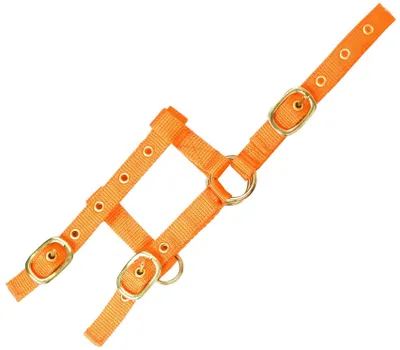 Immagine prodotto di Collare mini regolabile, color arancione, per puledri di piccola taglia
