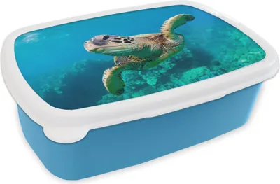 Produktbild von KitchenYeah® Lunchbox Brotzeit Brotdose 17x11 cm Eine Schildkröte schwimmt durch das Korallenriff vor Hawaii Kinder Brotzeitdose - Lunch - Kunststoff  - Brotbüchse - Sandwichbox - Lunchbox für Kinder