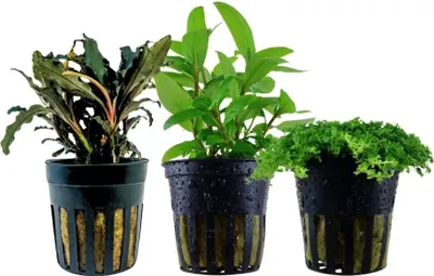 Produktbild von Pflanzen Set mit 3 Vordergrund Topf Aquarium Wasserpflanzen AquaOne Nr.227