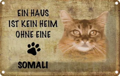 Produktbild von vianmo Blechschild 20x30 cm Somali Katze ohne kein Heim Tier Haustier