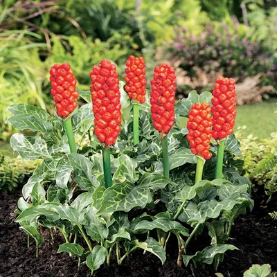 Produktbild von Arum Italicum Zwiebeln Blumen Italienischer Aronstab 3 St.