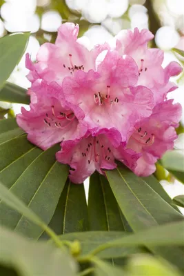 Produktbild von Rhododendron INKARHO® 'Dufthecke', rosa, 30–40 cm