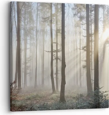 Produktbild von Bild auf Leinwand - Leinwandbild - Wald Baum Natur - 30x30cm - Wand Bild - Wanddeko - Wandbilder - Leinwanddruck - Bilder - Kunstdruck - Wanddekoration - Leinwand bilder - Wandkunst - AC30x30-3749
