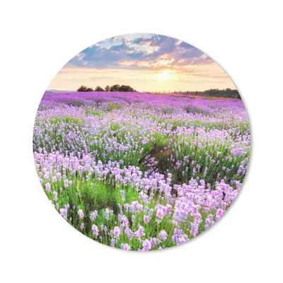 Produktbild von MuchoWow® Mauspad Mousepad Lavendel - Blumen - Sonnenuntergang - Lila - Wiese 50x50 cm - Mousepads - Maus Mat - Pad - Mausunterlage - Vinyl
