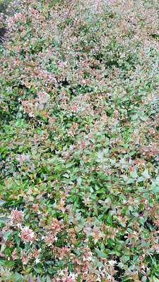 Image de Abelia X grandiflora 'Prostrata' / Abelie à grandes fleurs nain
