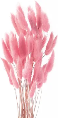 Productafbeelding van Pampasgras, natuurlijk gedroogd, 50 stuks, roze, voor woondecoratie