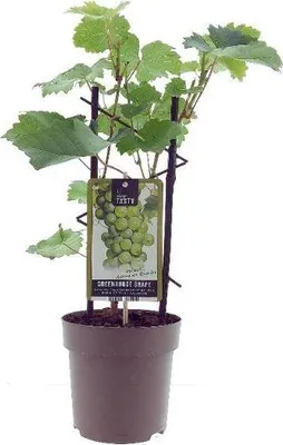Produktbild von Weinrebe – Vitis Muscat d'Alexandrie – Ø15 cm – ↕40 cm – Süße Muskattrauben – Sonniger Standort – Für Garten & Balkon