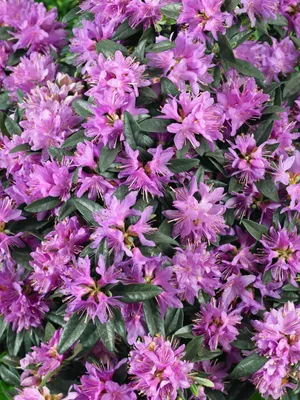Produktbild von Rhododendron russatum 'Azurwolke', Rhododendron, blau, 15–20 cm