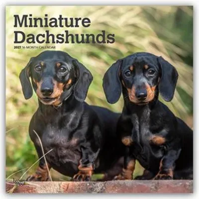 Zdjęcie produktu dla Miniaturowe taksany - Kalendarz na 16 miesięcy (2027)