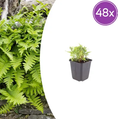 Productafbeelding van Polypodium vulgare | 48 stuks - 10-25cm - Ø9cm - Tuinplant