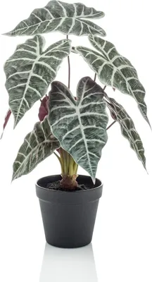 Produktbild von artplants.de Unechte Alocasia Sanderiana UTHER, grün-weiß, 40cm - Grünpflanze künstlich