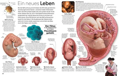 Produktbild von memo Wissen. Körper