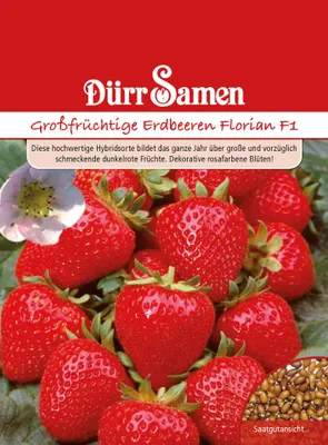 Produktbild von Dürr-Samen - Erdbeeren Florian F1 - Saatgut - 1004