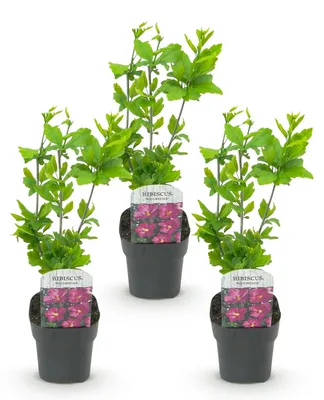 Image de Green boutiQ - Plante de jardin - Hibiscus syriacus Woodbridge - Hibiscus de jardin - Résistant au froid - Rose - 3 plants - Pot de 17 cm - Hauteur 45 cm