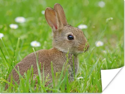 Produktbild von MuchoWow® Poster Kaninchen - Blumen - Gras 160x120 cm - Foto Plakat
