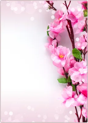 Produktbild von Motiv Briefpapier (Kirschblüten-5187, DIN A4, 25 Blatt) Motivpapier schöne weiß-rosa Blüten des Kirschbaums