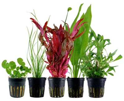 Produktbild von Pflanzen Set mit 5 Hintergrund Topf Aquarium Wasserpflanzen AquaOne Nr.119